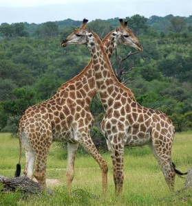 Girafes - Park Kruger