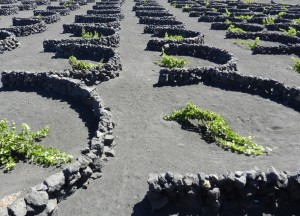 Vignes Geria Lanzarote - libre voyageur