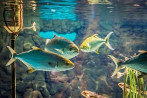 visiter seville - aquarium