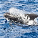 voir des baleines a tenerife