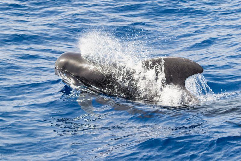 voir des baleines a tenerife