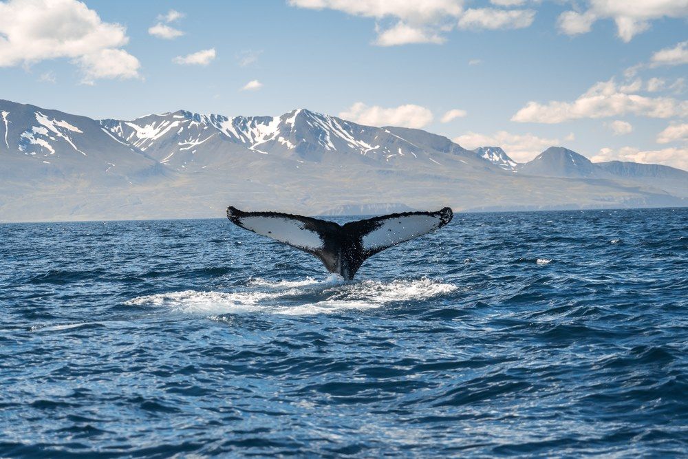 que voir en islande - baleine