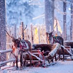 que faire a rovaniemi - visite laponie